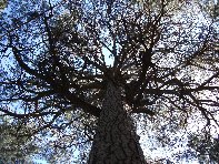 ppinazzu-20100402 081
